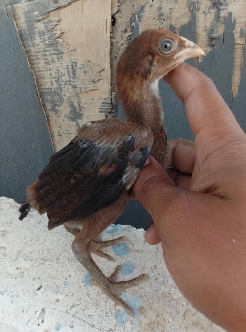 Aseel Chicks Available 6