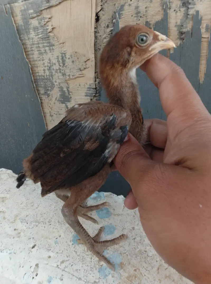 Aseel Chicks Available — photo 7