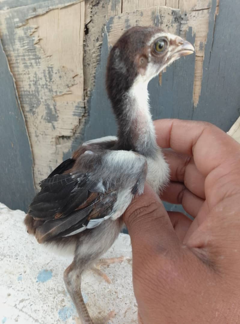 Aseel Chicks Available 7