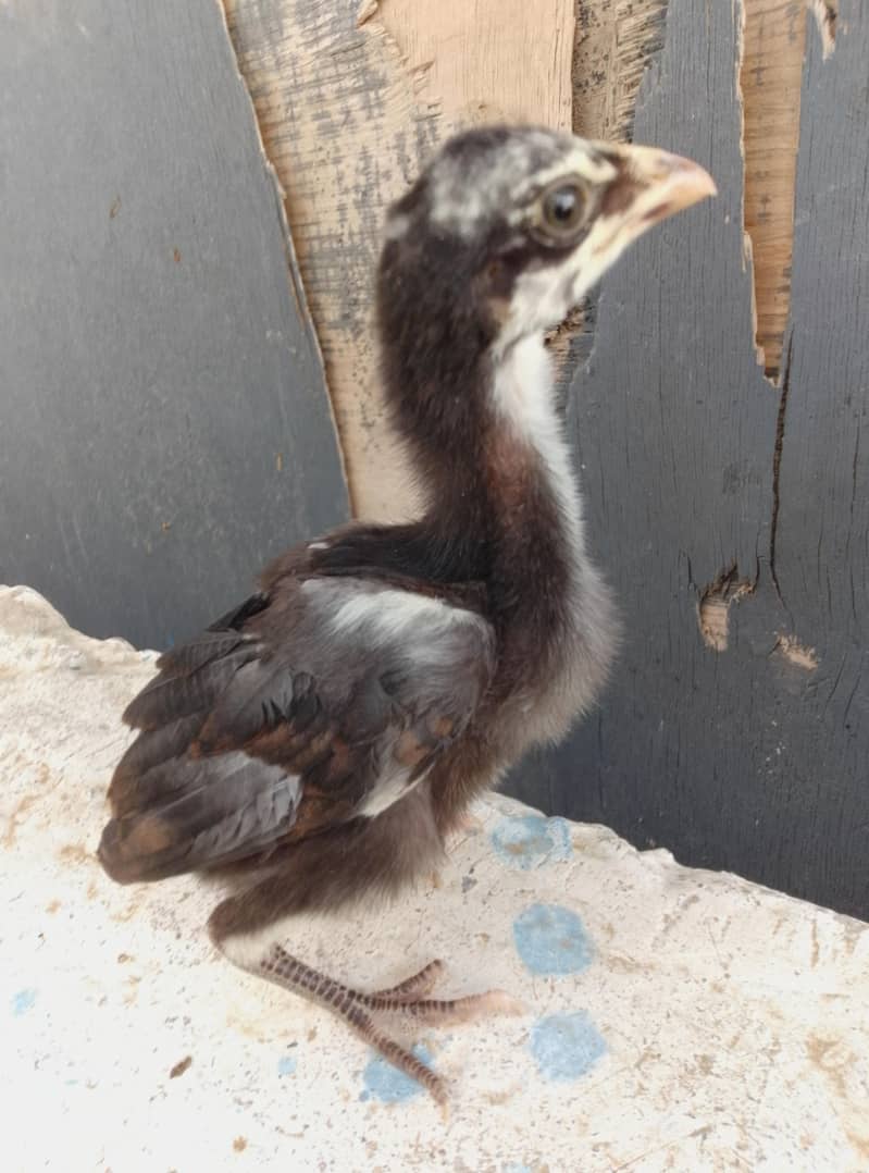 Aseel Chicks Available 8