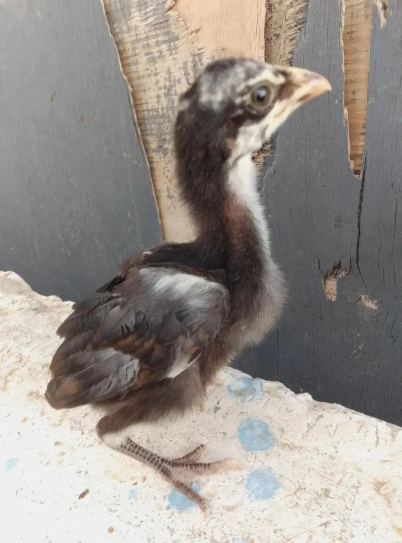 Aseel Chicks Available — photo 9