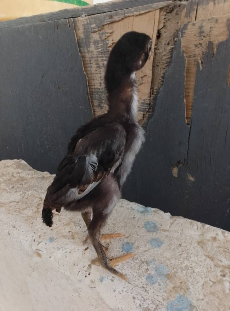 Aseel Chicks Available 9