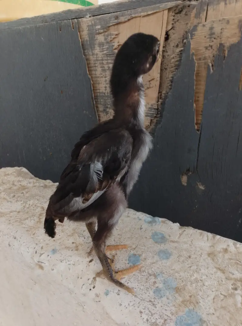 Aseel Chicks Available — photo 10