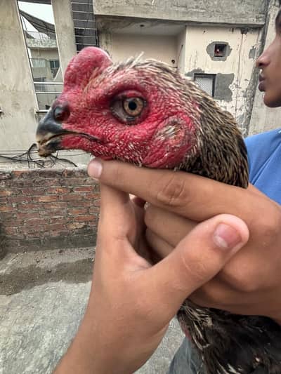 PURE BURMI PAIR 100%QUALITY LONG FACE AND LONG HIGHT