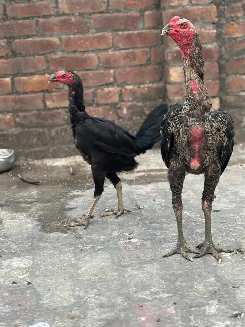 PURE BURMI PAIR 100%QUALITY LONG FACE AND LONG HIGHT — photo 4