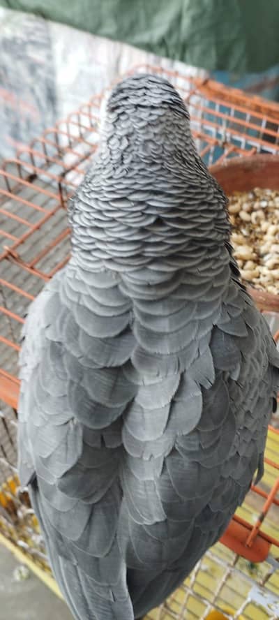 African Grey Looking for New Shelter
