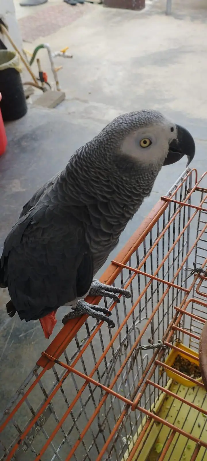 African Grey Looking for New Shelter — photo 2