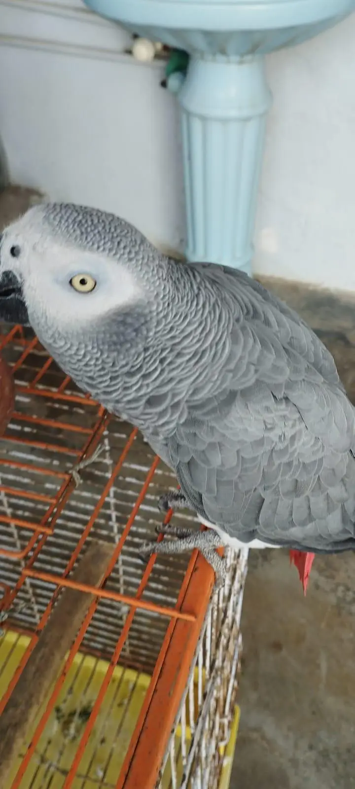 African Grey Looking for New Shelter — photo 3
