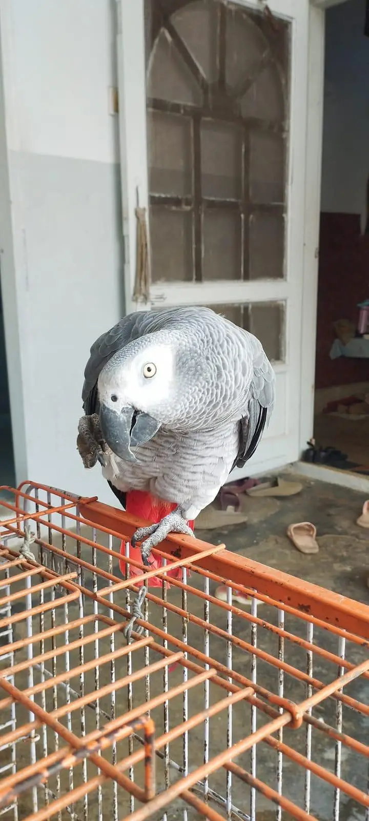 African Grey Looking for New Shelter — photo 4
