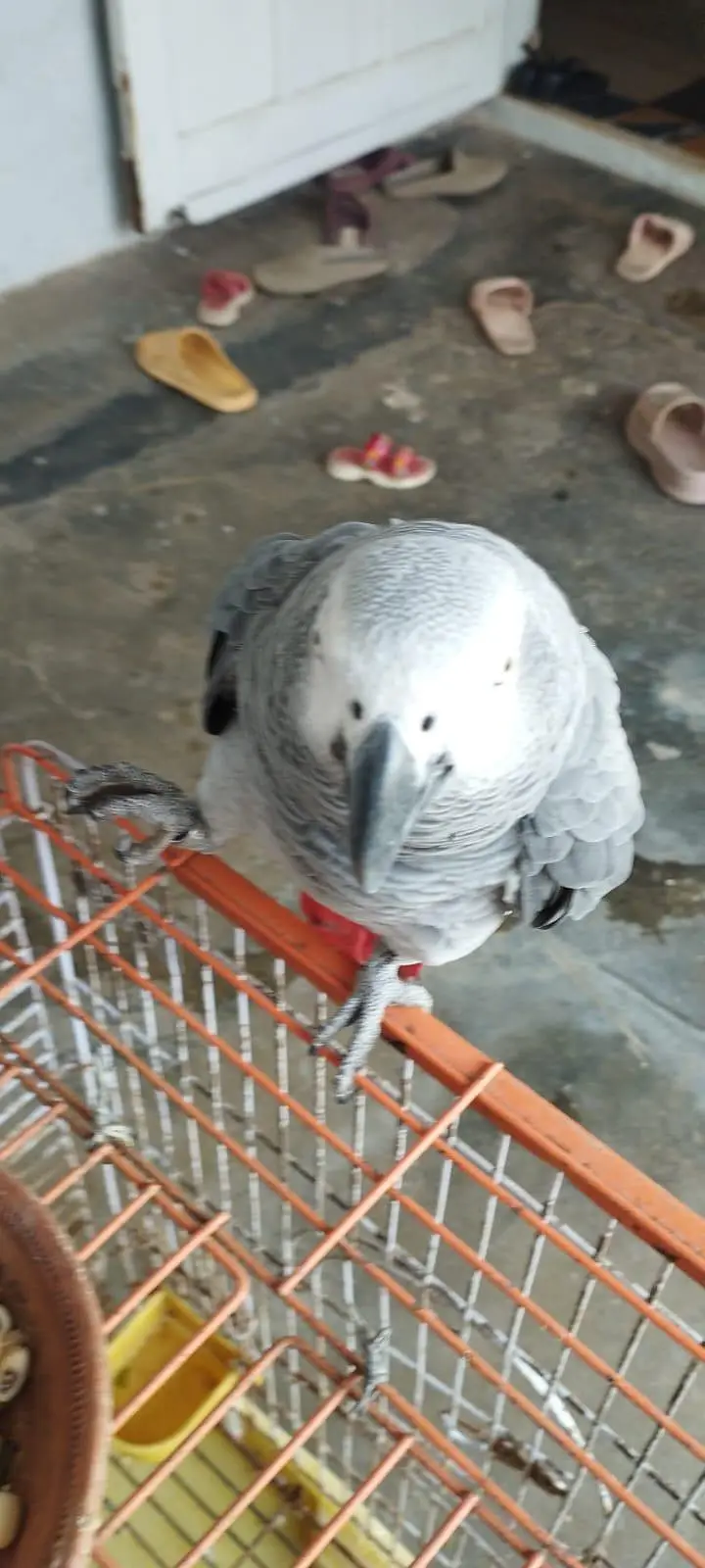 African Grey Looking for New Shelter — photo 5