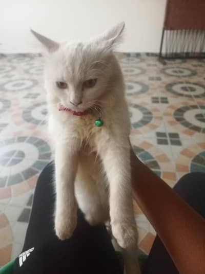 persion cat for sel urgent