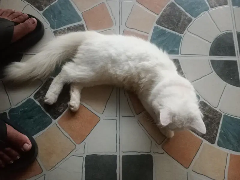 persion cat for sel urgent — photo 2