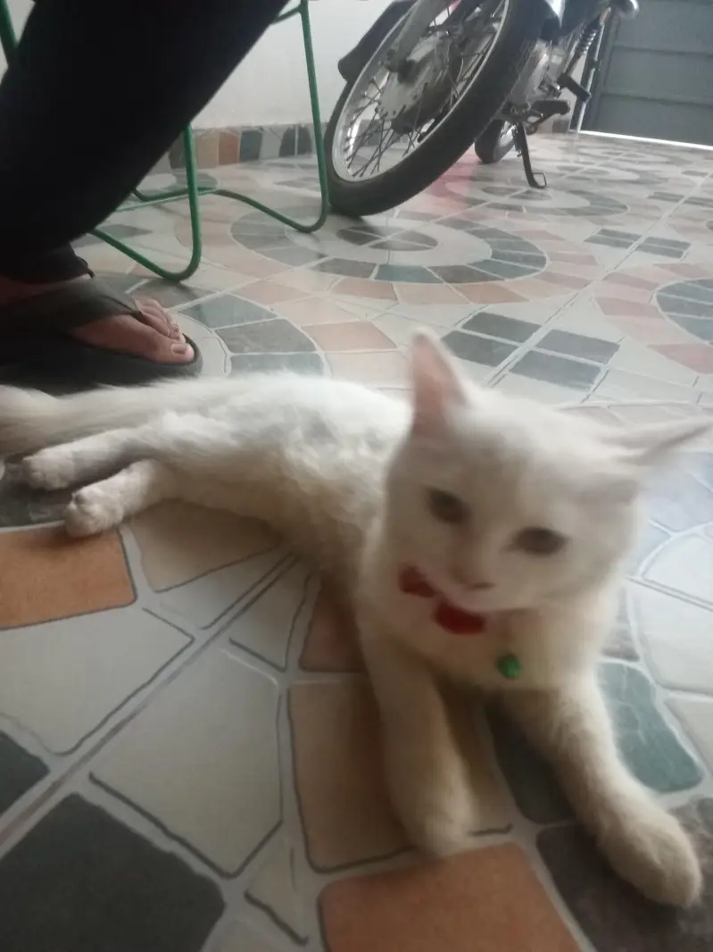 persion cat for sel urgent — photo 3