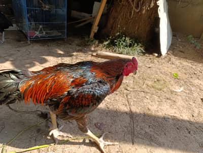 Pure Aseel Thai and Hen Breeding Pair – Healthy & Active