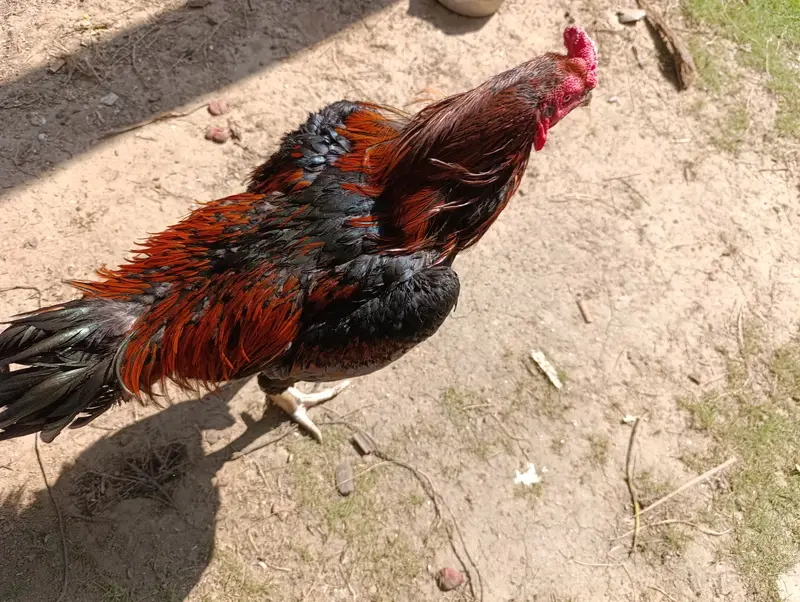 Pure Aseel Thai and Hen Breeding Pair – Healthy & Active — photo 2