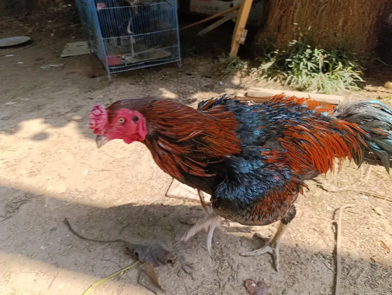 Pure Aseel Thai and Hen Breeding Pair – Healthy & Active — photo 3