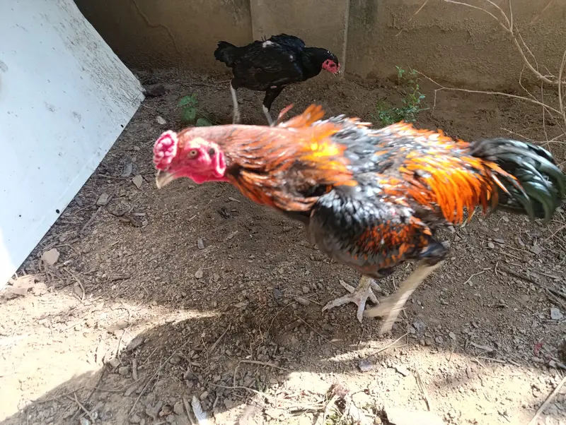 Pure Aseel Thai and Hen Breeding Pair – Healthy & Active — photo 4
