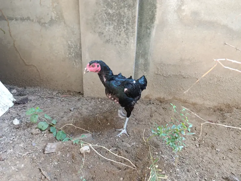 Pure Aseel Thai and Hen Breeding Pair – Healthy & Active — photo 5