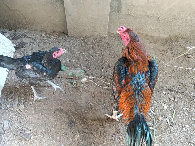 Pure Aseel Thai and Hen Breeding Pair – Healthy & Active — photo 6