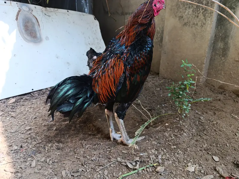 Pure Aseel Thai and Hen Breeding Pair – Healthy & Active — photo 7