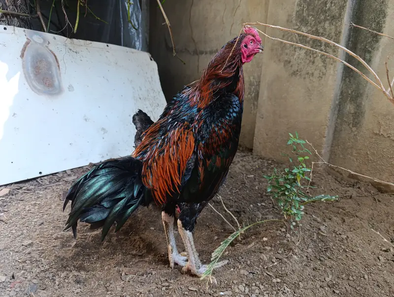 Pure Aseel Thai and Hen Breeding Pair – Healthy & Active — photo 8