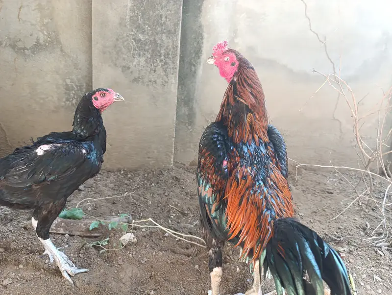 Pure Aseel Thai and Hen Breeding Pair – Healthy & Active — photo 9
