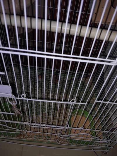 New Cage with 3 finches for Sale.