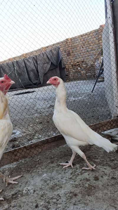 want to sale female phatte