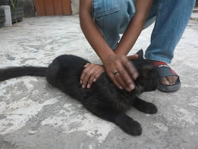 Persian cat