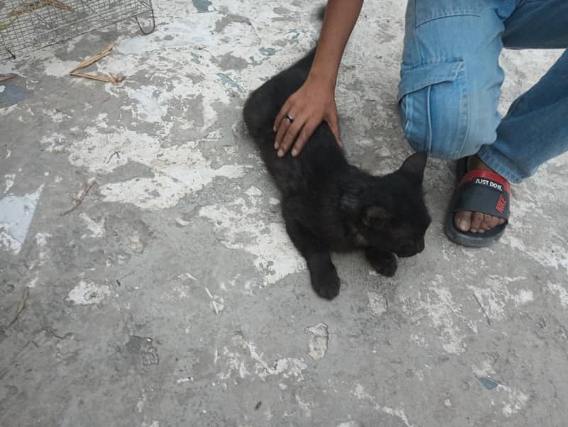Persian cat 1