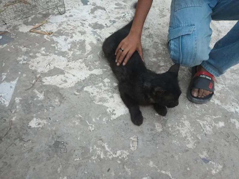 Persian cat — photo 2