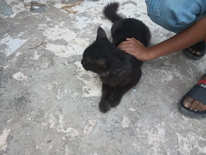 Persian cat — photo 3