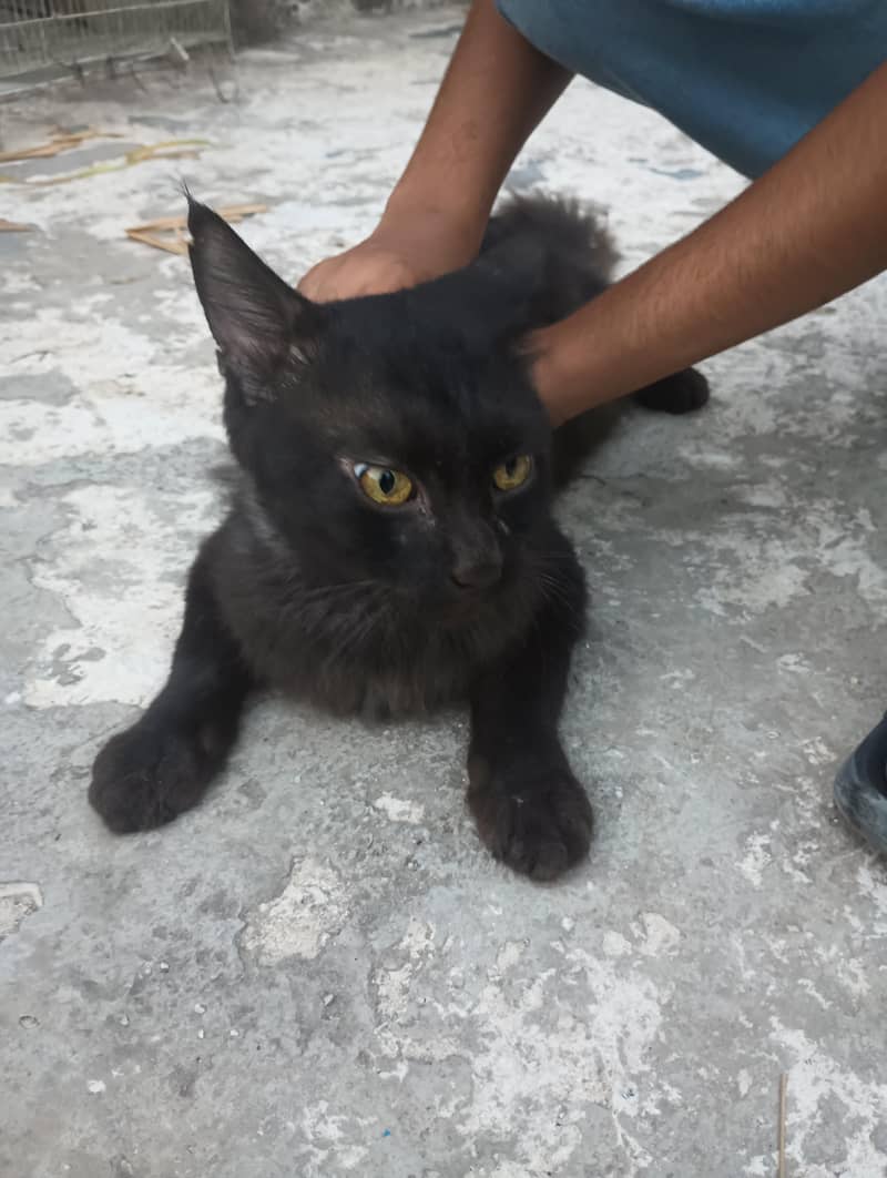Persian cat 3