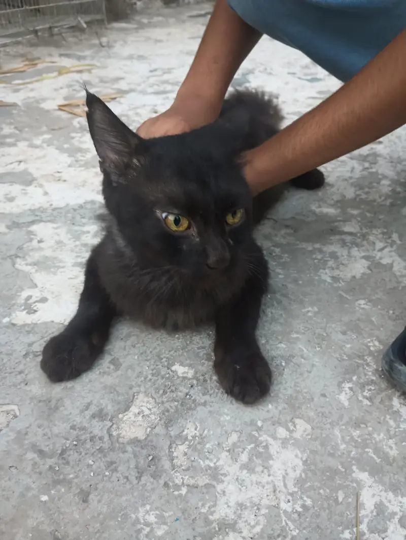 Persian cat — photo 4