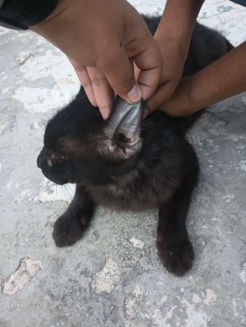 Persian cat 4