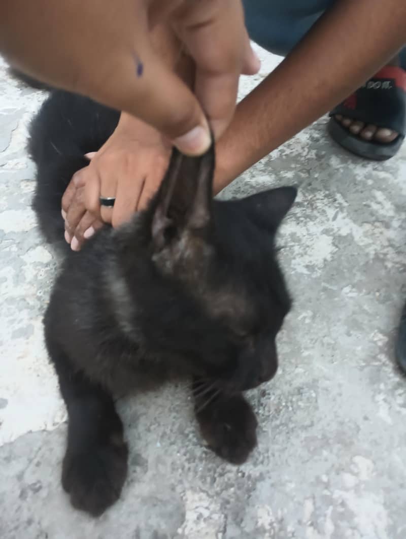 Persian cat 5