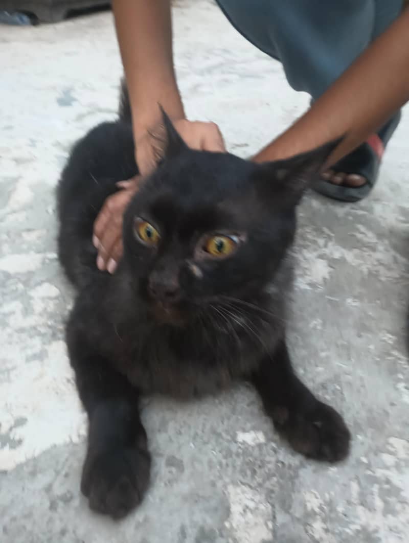 Persian cat 6