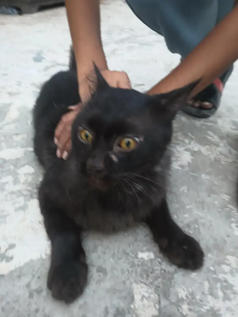 Persian cat — photo 7