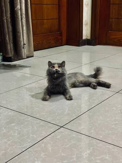 Persian kittens | tripple coated | fluffy kittens | punch face pair