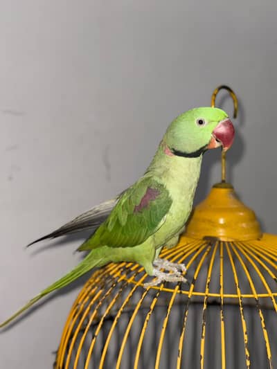 Beautiful Parrot Available for Sale – Healthy & Active