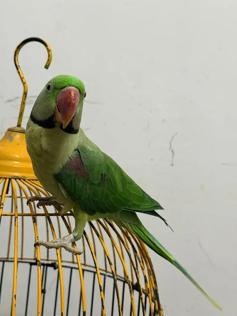 Beautiful Parrot Available for Sale – Healthy & Active — photo 2