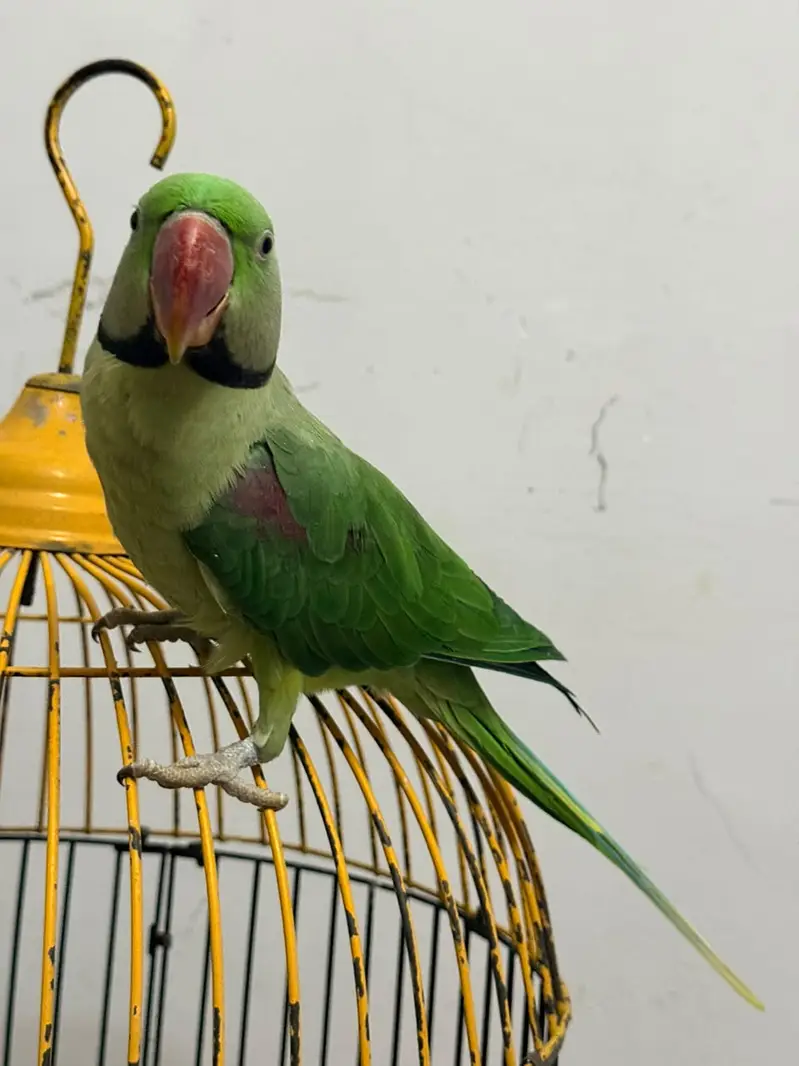 Beautiful Parrot Available for Sale – Healthy & Active — photo 3