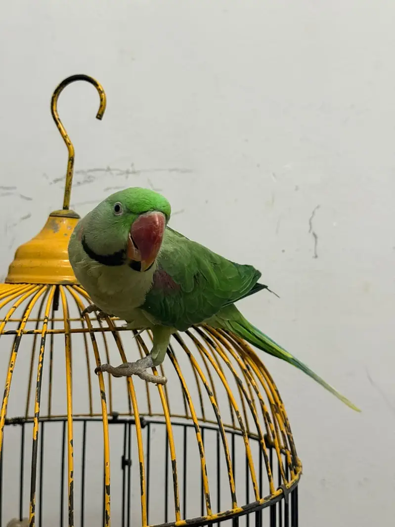 Beautiful Parrot Available for Sale – Healthy & Active — photo 4