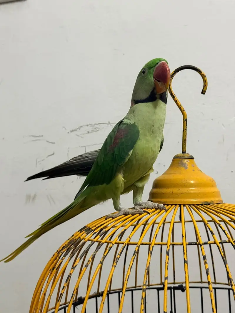 Beautiful Parrot Available for Sale – Healthy & Active — photo 5