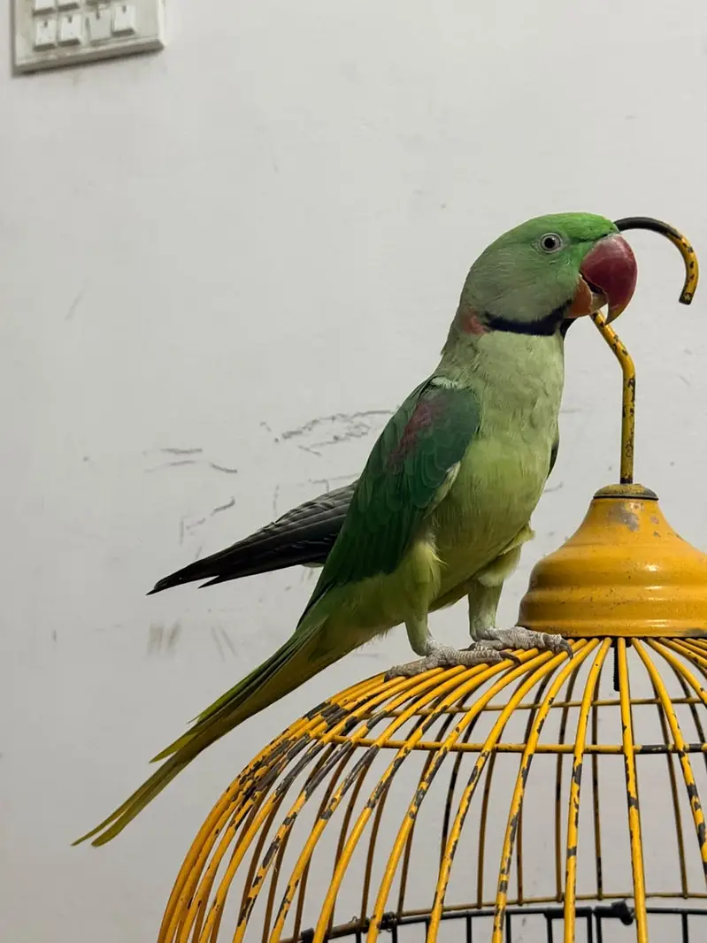 Beautiful Parrot Available for Sale – Healthy & Active — photo 6