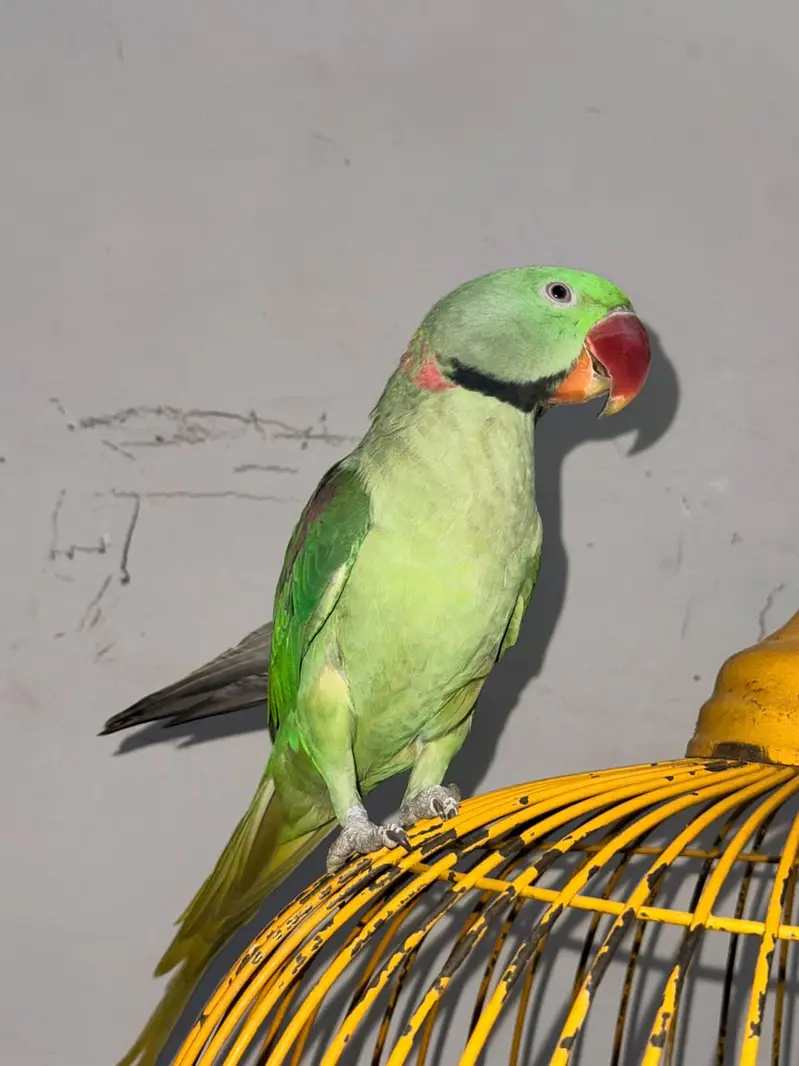 Beautiful Parrot Available for Sale – Healthy & Active — photo 7