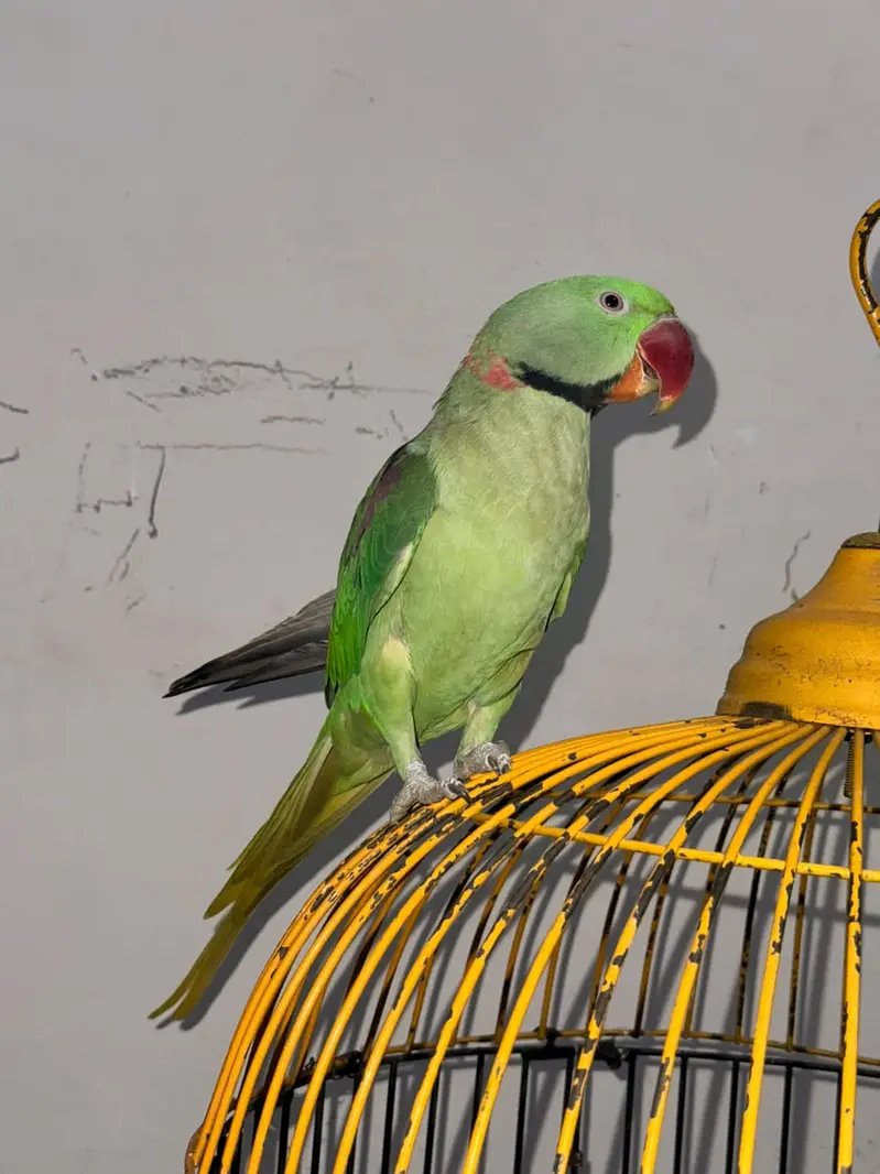 Beautiful Parrot Available for Sale – Healthy & Active — photo 8
