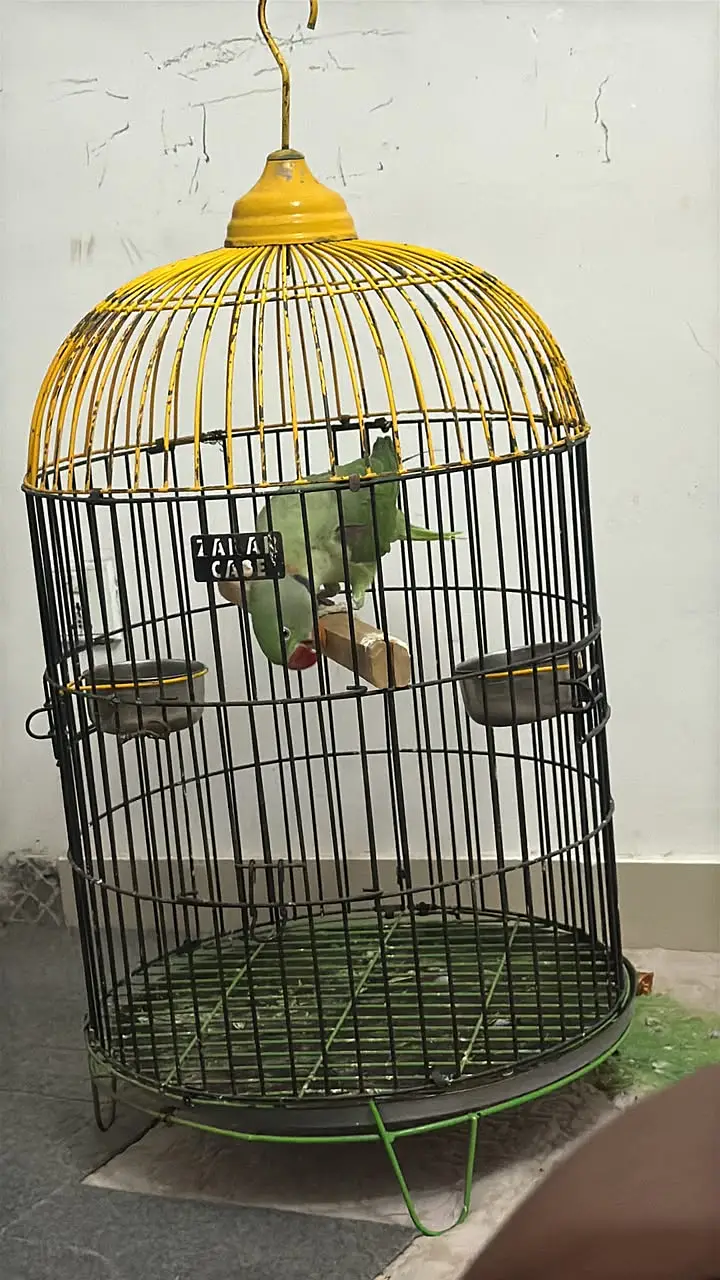 Beautiful Parrot Available for Sale – Healthy & Active — photo 9