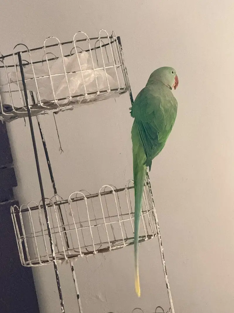 Beautiful Parrot Available for Sale – Healthy & Active — photo 10