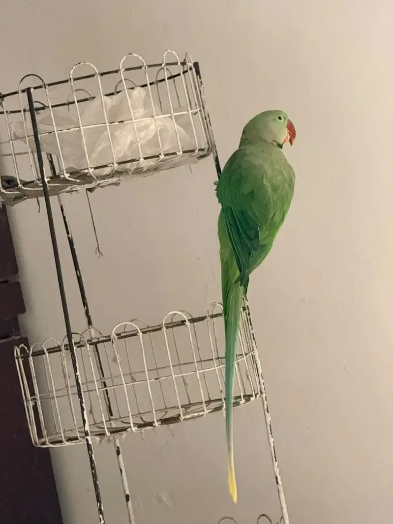 Beautiful Parrot Available for Sale – Healthy & Active — photo 11